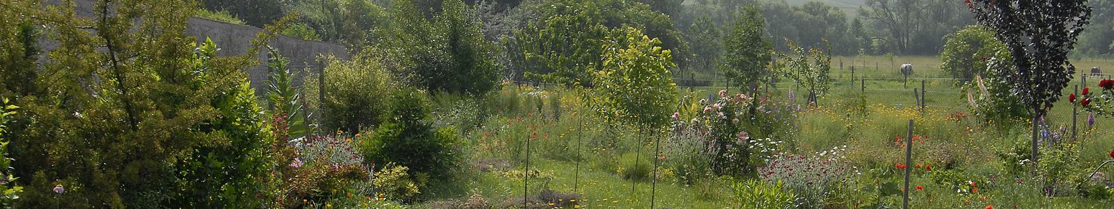 Bunte Wiese mit jungen Bäumen © Dienstleistungszentren Ländlicher Raum